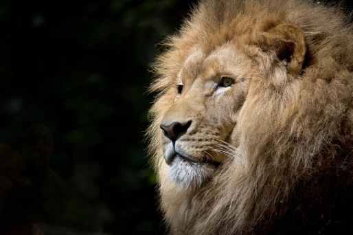 animal africa zoo lion